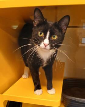 Domestic Short Hair Cats Available for Adoption in Ladysmith, Wisconsin - Magnus | PetCurious