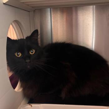 Tibault -  Domestic Medium Hair Cat for Adoption in Norman, Oklahoma - Tibault | PetCurious