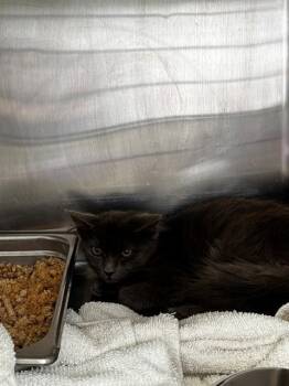 ARLO -  Domestic Short Hair Cat for Adoption - ARLO | PetCurious