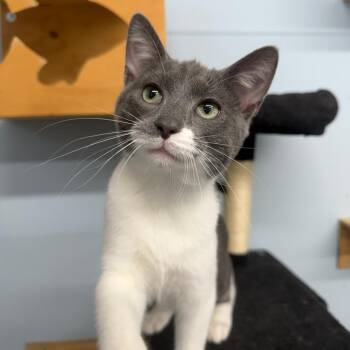 Snorkel -  Domestic Short Hair Cat for Adoption in Pontiac, Illinois - Snorkel | PetCurious