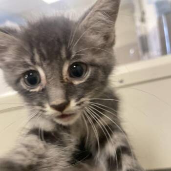 Michelle -  Domestic Short Hair Cat for Adoption in Chicago, Illinois - Michelle | PetCurious