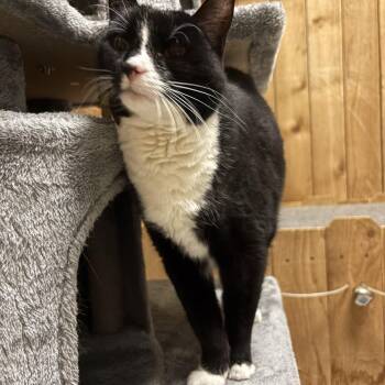 Tuxedo Cats Available for Adoption in Spokane Valley, Washington - Jane | PetCurious