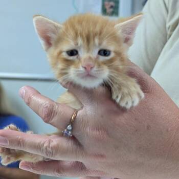 Walker -  Domestic Short Hair Cat for Adoption in Canton, Illinois - Walker | PetCurious