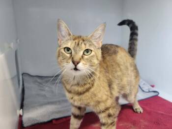 Jane -  Domestic Short Hair Cat for Adoption in Delson, Quebec - Jane | PetCurious