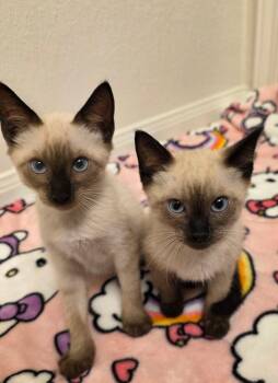 Lavender -  Domestic Short Hair Cat for Adoption in Pearland, Texas - Lavender | PetCurious