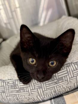 Domestic Short Hair Cats Available for Adoption in Ocala, Florida - Denahi (Petsmart) | PetCurious