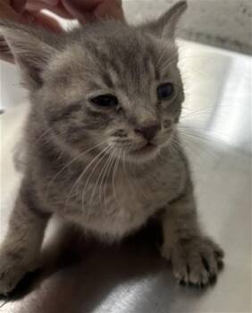 MESQUITE -  Domestic Short Hair Cat for Adoption in San Bernardino, California - MESQUITE | PetCurious