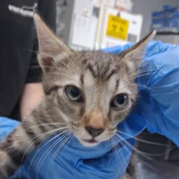 Lauder -  Domestic Short Hair Cat for Adoption in Summerville, South Carolina - Lauder | PetCurious