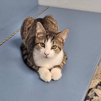 Rescue Domestic Short Hair Cats for Adoption in Richboro, Pennsylvania - Turnip | PetCurious