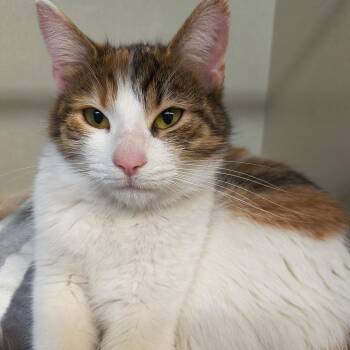 Domestic Short Hair Cats Available for Adoption - Lucy | PetCurious
