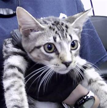 RIP LASH -  Domestic Short Hair Cat for Adoption in St. Cloud, Florida - RIP LASH | PetCurious