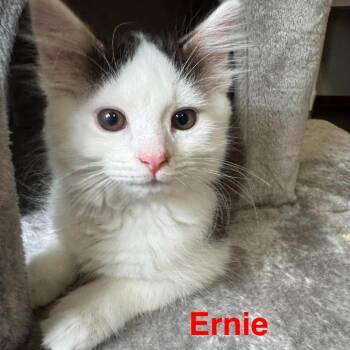 Ernie -  Domestic Short Hair Cat for Adoption in Parkersburg, West Virginia - Ernie | PetCurious