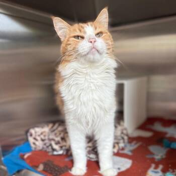 Mr. Roger -  Domestic Medium Hair Cat for Adoption in Cedaredge, Colorado - Mr. Roger | PetCurious