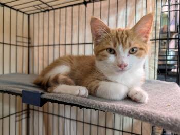 Tuesday -  Domestic Short Hair Cat for Adoption in Rocky Ridge, Maryland - Tuesday | PetCurious