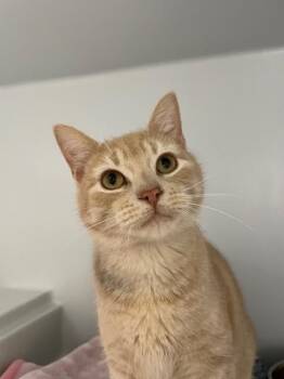 Domestic Short Hair Cats Available for Adoption - Merlin | PetCurious