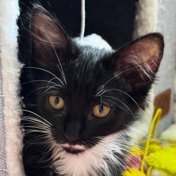 Blanche -  Domestic Long Hair Cat for Adoption in Cumming, Georgia - Blanche | PetCurious