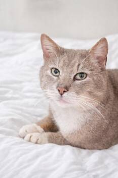 Domestic Short Hair Cats Available for Adoption in Sterling, Massachusetts - Fennorly 2 Years Male AVAILABLE 4/16 | PetCurious