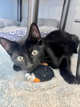 Rescue Domestic Short Hair Cats for Adoption in Webster, Wisconsin - Billybob | PetCurious