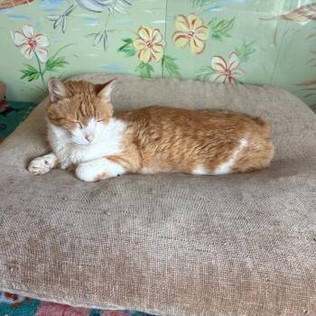 Chex -  Domestic Short Hair Cat for Adoption in Elbow Lake, Minnesota - Chex | PetCurious