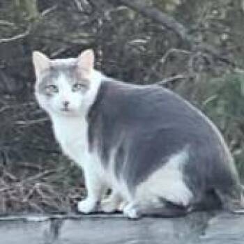 Domestic Short Hair Cats Available for Adoption in Rochester, Minnesota - LOST 1ST St Nw Rochester MN  His Name Is Neji And He Is LOST | PetCurious
