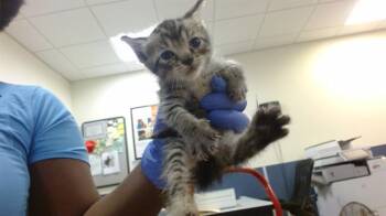 DENNYS -  Domestic Short Hair Cat for Adoption in Doral, Florida - DENNYS | PetCurious