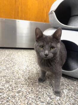 Domestic Short Hair Cats Available for Adoption in Findlay, Ohio - Gem | PetCurious