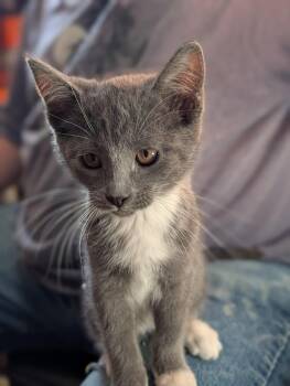 Re Re -  Domestic Short Hair Cat for Adoption in Lancaster, California - Re Re | PetCurious