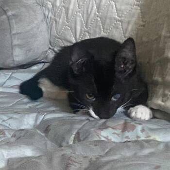 Sushi Go -  Domestic Short Hair Cat for Adoption in Long Beach, California - Sushi Go | PetCurious