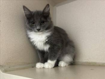 SILVERMIST -  Domestic Long Hair Cat for Adoption in Loveland, Colorado - SILVERMIST | PetCurious