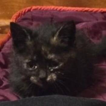 Strode C12606 -  Domestic Short Hair Cat for Adoption - Strode C12606 | PetCurious