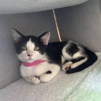 Umbreon -  Domestic Long Hair Cat for Adoption in Taos, New Mexico - Umbreon | PetCurious
