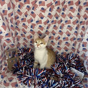 Rescue Turkish Van and American Shorthair Cats for Adoption in Mount Vernon, Illinois - Mikey | PetCurious