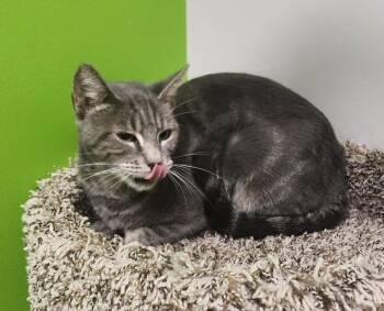 Lihua -  Domestic Short Hair Cat for Adoption in Jackson, Tennessee - Lihua | PetCurious