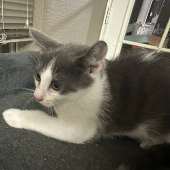 Rescue Domestic Short Hair Cats for Adoption in Kanab, Utah - Mercury | PetCurious