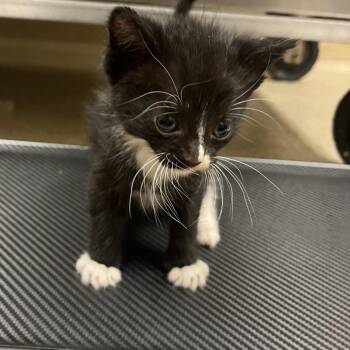 Maren -  Domestic Short Hair Cat for Adoption in Bristol, Indiana - Maren | PetCurious