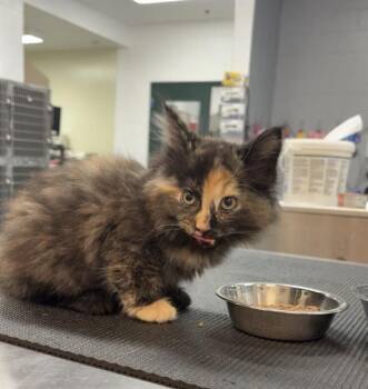 Domestic Medium Hair Cats Available for Adoption - SMOOSH | PetCurious