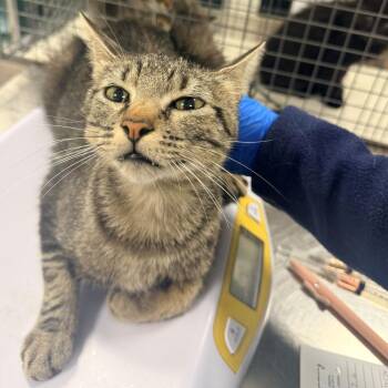 107486 -  Domestic Short Hair Cat for Adoption in Las Cruces, New Mexico - 107486 | PetCurious