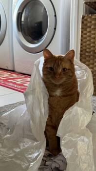Tango the main squeeze -  Tabby Cat for Adoption in Charlotte, North Carolina - Tango The Main Squeeze | PetCurious
