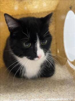 REMI -  Domestic Short Hair Cat Available for Adoption in Derwood, Maryland - REMI | PetCurious