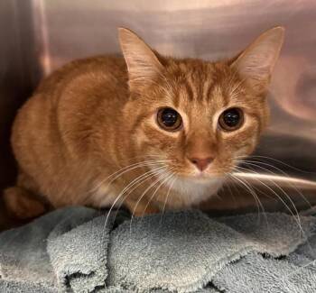 Tiger -  Domestic Short Hair Cat for Adoption in Stratham, New Hampshire - Tiger | PetCurious