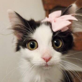 Jupiter -  Domestic Long Hair Cat for Adoption in New Albany, Ohio - Jupiter | PetCurious