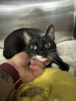 Waffles -  Domestic Short Hair Cat for Adoption in Manitowoc, Wisconsin - Waffles | PetCurious