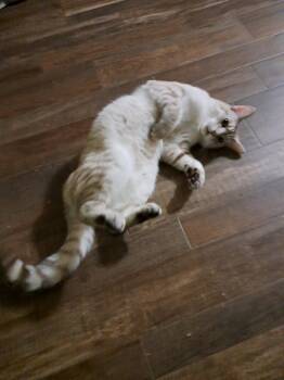 Thor -  Siamese and Domestic Short Hair Cat for Adoption in Glendale, Arizona - Thor | PetCurious