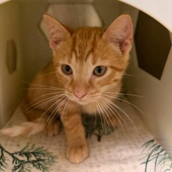 Wells -  Domestic Short Hair Cat for Adoption in Fairport, New York - Wells | PetCurious