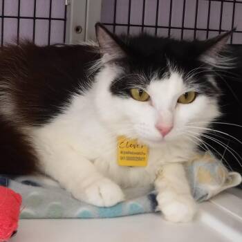 Clover - Gorgeous Young Sweetie -  Domestic Long Hair Cat for Adoption in Hoquiam, Washington - Clover - Gorgeous Young Sweetie | PetCurious