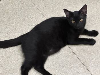 Marty -  Domestic Short Hair Cat for Adoption in Morgan Hill, California - Marty | PetCurious
