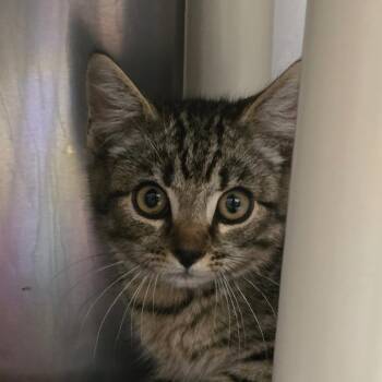 Howie -  Domestic Short Hair Cat for Adoption in Concord, North Carolina - Howie | PetCurious