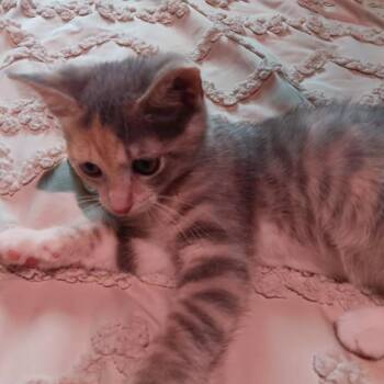 Jade -  American Shorthair Cat for Adoption in Johnstown, Pennsylvania - Jade | PetCurious