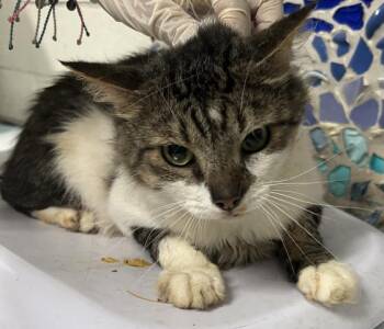 TEAL -  Domestic Medium Hair Cat for Adoption in Pensacola, Florida - TEAL | PetCurious