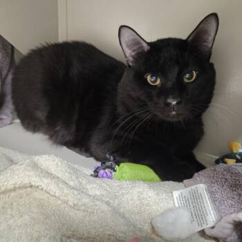 TIBERIUS -  Domestic Short Hair Cat for Adoption in Las Vegas, Nevada - TIBERIUS | PetCurious